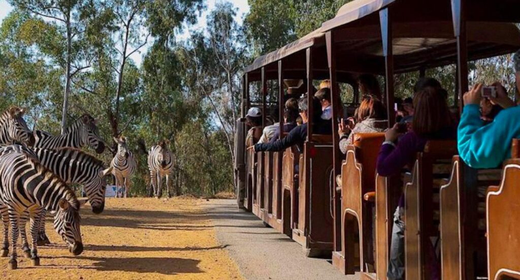 Visitas Escolares a la Reserva Andalucía donde encontrar infinidad de animales en libertad | Sevilla con los peques